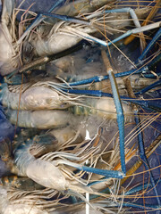 Mixed size shrimp in a bucket