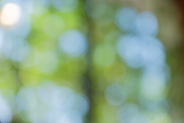 春・夏　キラキラ光り輝く　さわやかな森の木の葉新緑の光の丸ボケ　自然の背景　アウトドア・太陽の日差し
