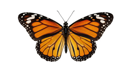 Isolated Butterfly