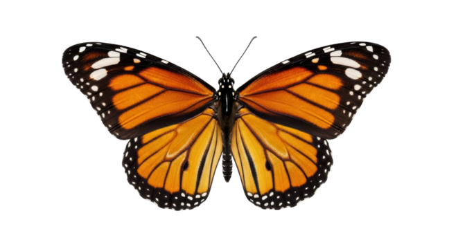 Isolated Butterfly