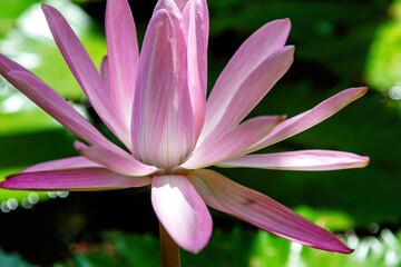 Close up pink water lily blooms gracefully on the surface of a pond. The delicate petals and soft colors create a serene and tranquil scene