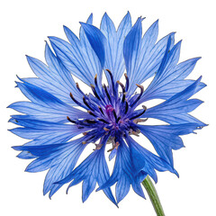 Title: "vibrant blue cornflower blossom top view isolated with transparent background png flower close-up png cornflower petal detail png botanical bloom top view png blue flower png"