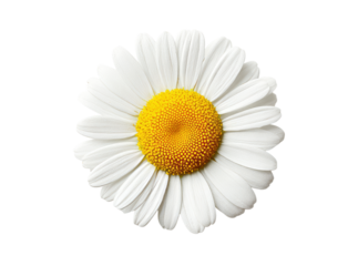 Single white daisy flower isolated on black background, Isolated On Transparent Background