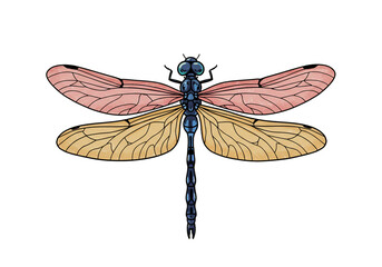 Colorful Dragonfly Illustration on Black Background png, isolated on transparent background