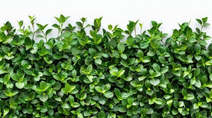 "Lush Green Ground Cover in Natural Arrangement"