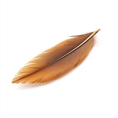 A single, light brown feather on white background