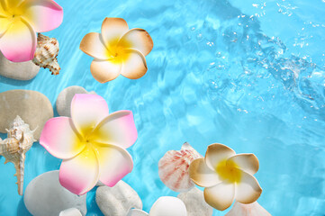 Beautiful plumeria flowers with seashells and pebble stones in water on blue background
