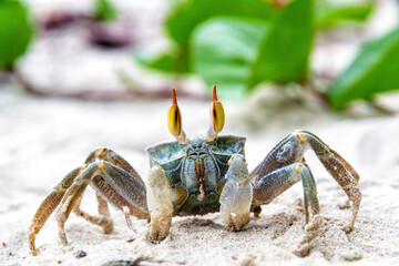 A close-up captures a Stalk-Eyed Ghost Crab with its distinctive eyes prominently displayed, standing alert on a sandy beach