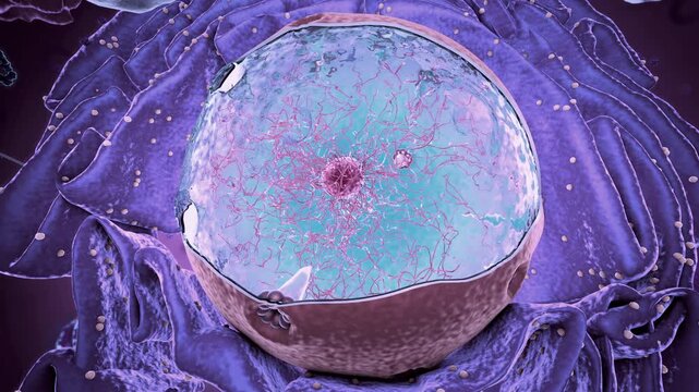 Eukaryote, focus on nucleus - 3d illustration