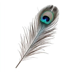 Naklejka premium Close-up of a peacock feather, iridescent teal eye, brown shaft