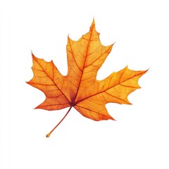 Fototapeta premium Single autumn maple leaf, vibrant orange-yellow hue, isolated on white background