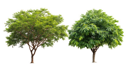 Ashoka tree and Neem tree standing together with upright trunks isolatedon transparent background
