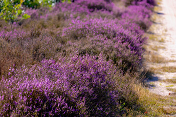 Selective focus bush of wild purple flowers Calluna vulgaris (heath, heide, ling or simply heather) is the sole species in the genus Calluna in the flowering plant family Ericaceae, Natural background