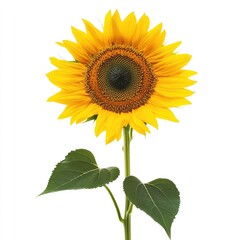 Fototapeta premium Single sunflower with bright yellow petals, dark brown center, and green leaves against a white background