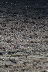 霜が降りた朝の公園の地面