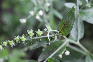 Obraz premium Cynoglossum lanceolatum, Beggar's lice, Lanceolate Forget-me-not or the Hackelia virginiana