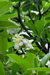  white frangipani flower. Frangipani flower (Plumeria alba) with green leaves on blurred background. White flowers with yellow at center. Health and spa background. Summer spa concept. Relax emot