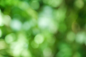 Obraz premium 春・夏 キラキラ光り輝く さわやかな森の木の葉新緑の光の丸ボケ 自然の背景 アウトドア・太陽の日差し 