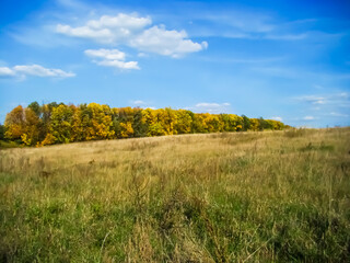Fototapeta premium Autumn yellow trees against the blue sky.
