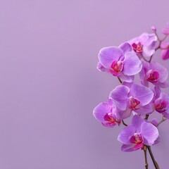 Naklejka premium Delicate pink orchids on a soft lilac background