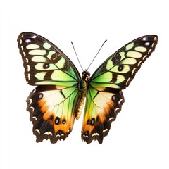 Obraz premium Close-up of a vibrant butterfly with green, yellow, and brown wings