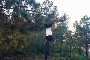 Processionary caterpillar worm trap hanging from a pine tree, pest control concept