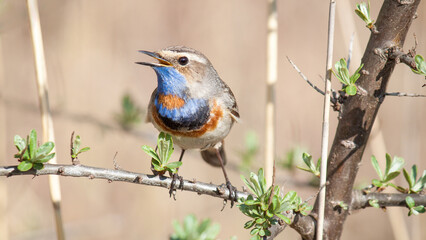 robin on a branch