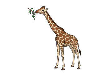 Obraz premium Giraffe Eating Leaves Illustration on Black Background png, isolated on transparent background