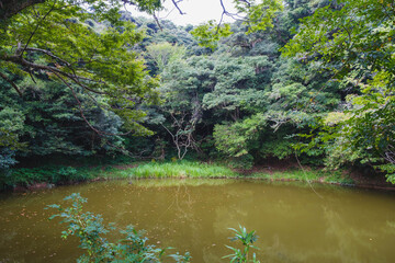 白兎神社、自然豊かな池、鳥取、日本