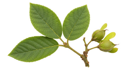 Isolated Branch with Green Leaves and Buds