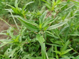 False Daisy, Bhringraj, Eclipta alba or Eclipta prostrata