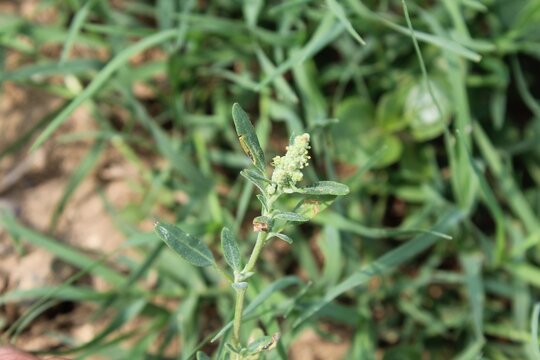 Chenopodium album, White goosefoot or the Lamb's Quarters