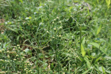Conyza bonariensis, Flaxleaf Fleabane or hairy fleabane