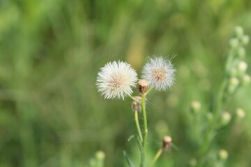 Conyza bonariensis, Flaxleaf Fleabane or hairy fleabane