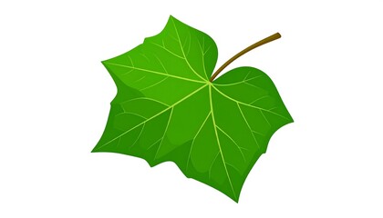 Fototapeta premium Isolated green leaf illustration showcasing detailed venation and a crisp fresh vibrant spring