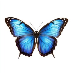 Fototapeta premium Vibrant blue butterfly, wings spread wide, isolated on white background