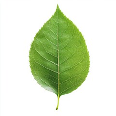 Obraz premium Close-up of a vibrant green leaf (3)