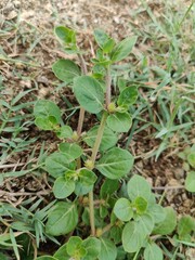 Alternanthera pungens or the Khaki joyweed. 