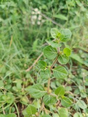 Alternanthera pungens or the Khaki joyweed. 