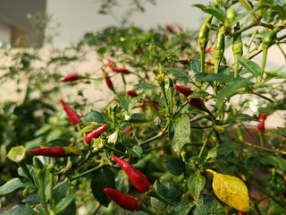 Fresh red chili peppers growing on plant.
