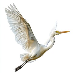 White heron in flight against white background