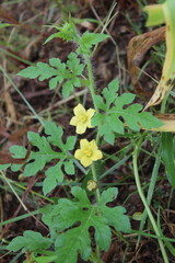 Creeping Cucumber or wild melon flower and plant