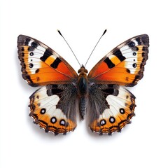 Close-up of a colorful butterfly with orange, black, and white wings, wings spread, viewed from above on a white background