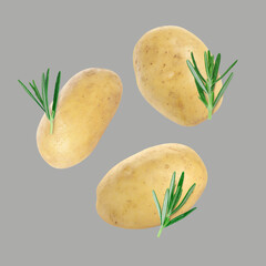Fresh potatoes and rosemary falling on grey background