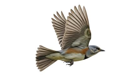 Isolated Bird in Flight