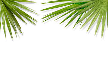 Bright green palm leaves on white background. Tropical plant