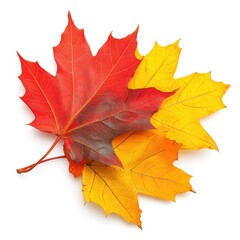 Obraz premium Autumn leaves, red and gold, overlapping