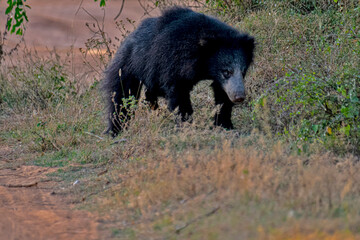 A shaggy, black sloth bear in a dry, grassy habitat showcasing its wild, untamed fur and powerful...