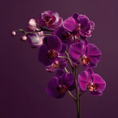 Naklejka premium Deep purple orchid blossoms against a muted plum background