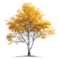 Birch tree with yellow autumn leaves and white bark isolated on transparent background
